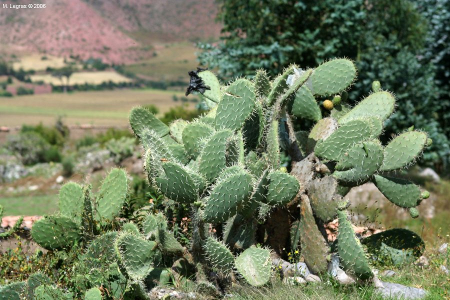 Cactus