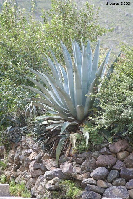 Agave