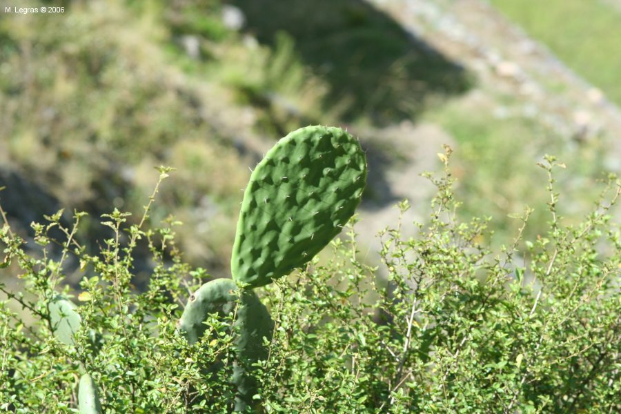 Cactus dans la Valle Sacre