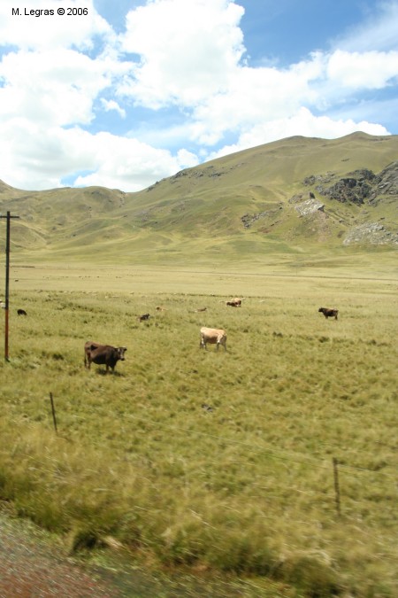 Vaches...