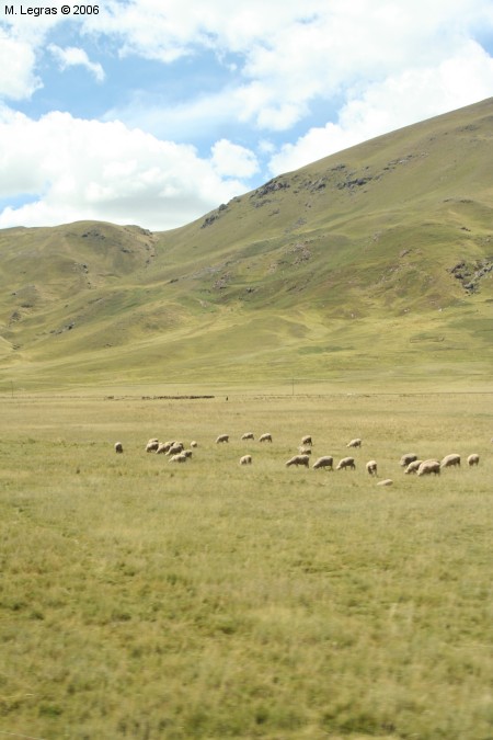  et Moutons...