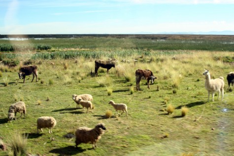 Bord du lac Titicaca - Rgion de Puno