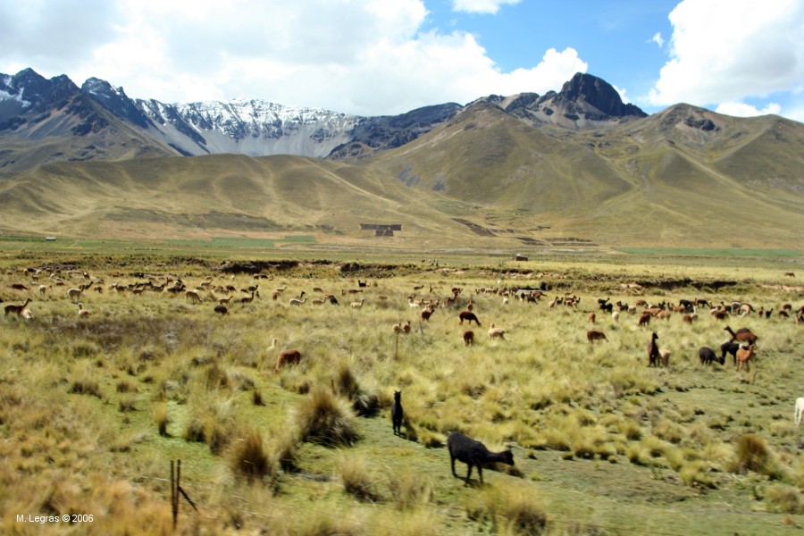 Lamas sur l'altiplano