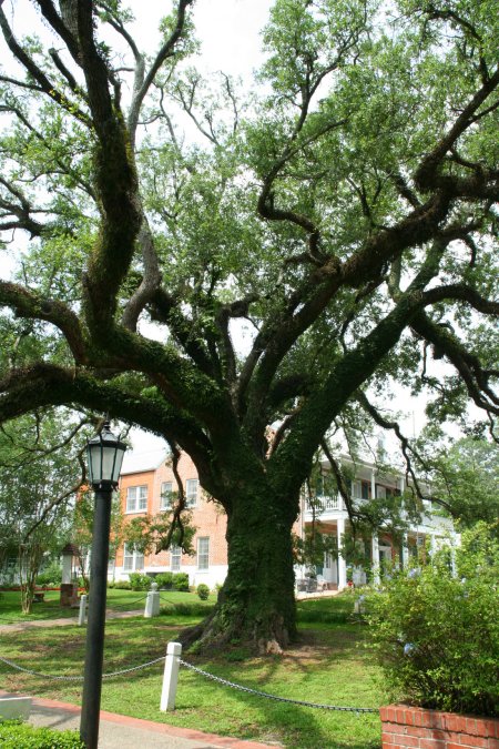 St Martinville