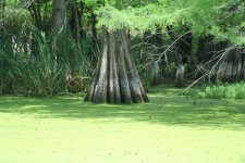 le bayou