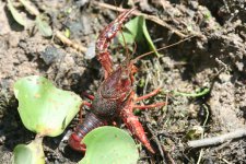 crevisse de Louisiane