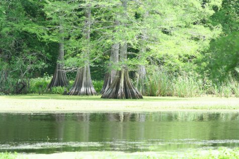 Spring Bayou