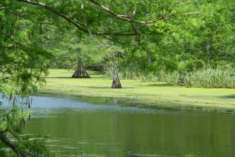 Spring Bayou