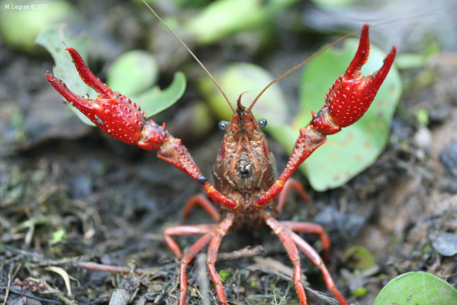 Crawfish