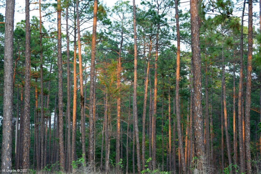 Kisatchie National Forest