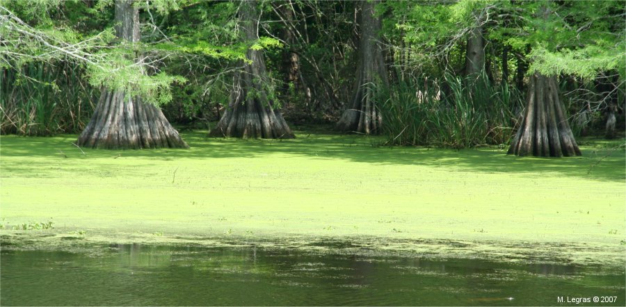 Spring Bayou