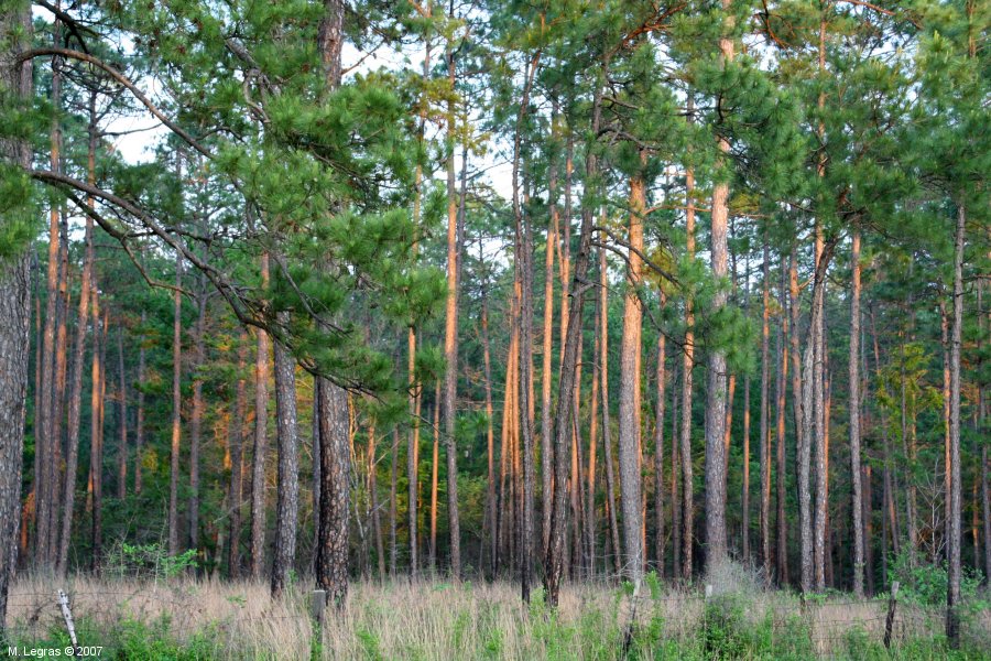 Kisatchie National Forest