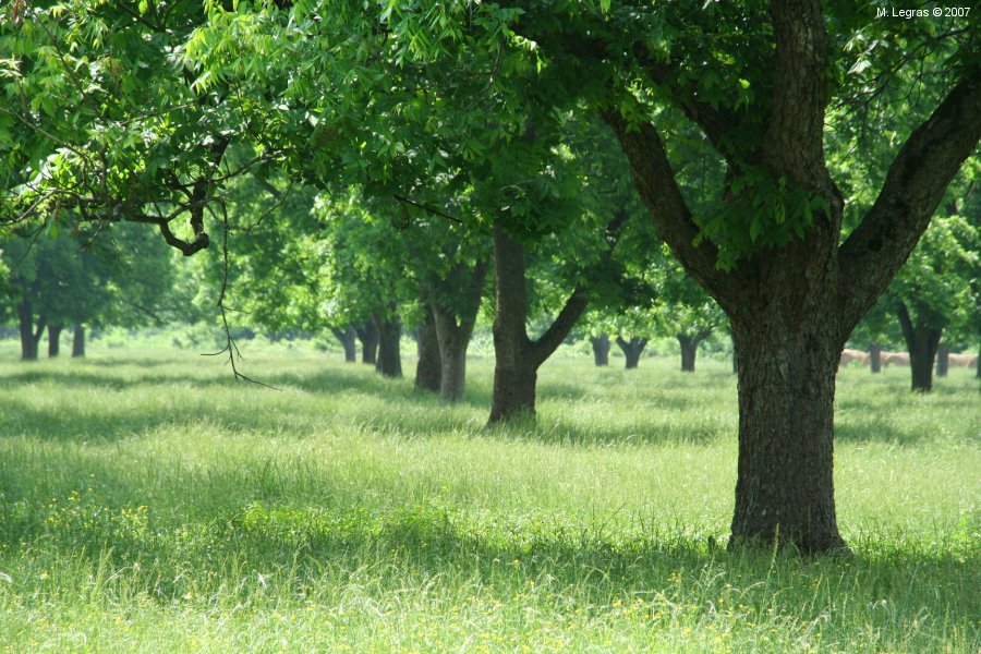 Little Eva Plantation