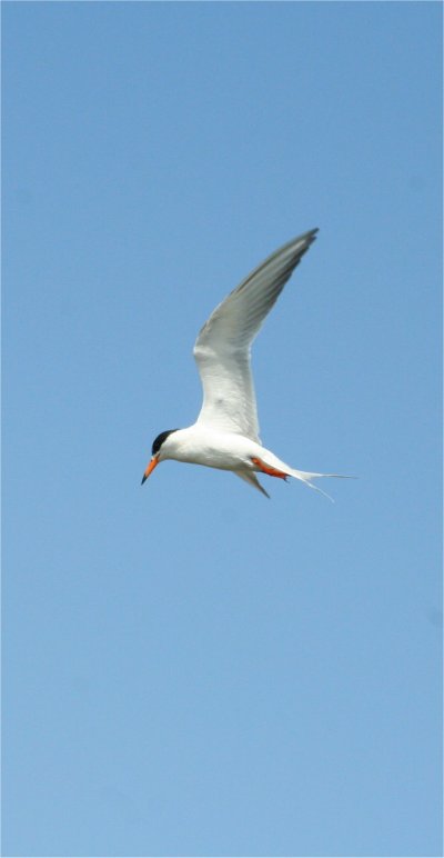 Oiseau sur le Creole Nature Trail