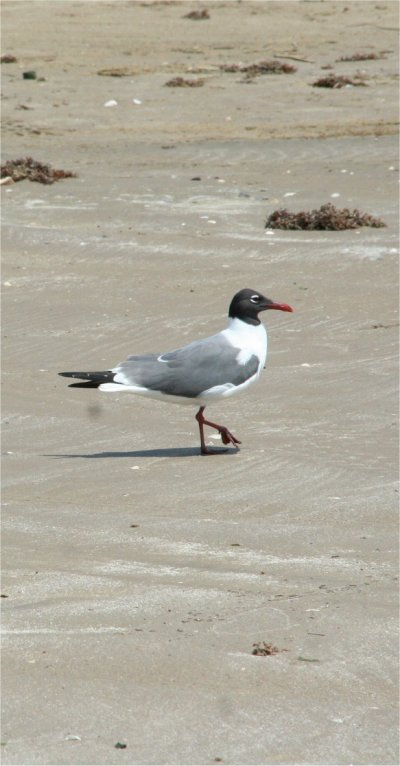 Oiseau sur le Creole Nature Trail