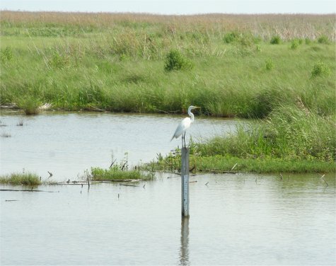 Aigrette sur le Creole Nature Trail