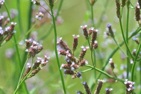 Flore sur le Creole Nature Trail