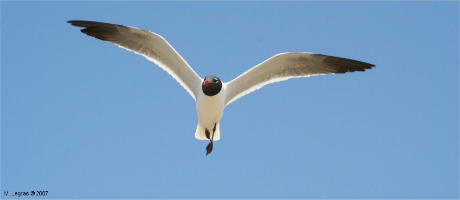 Oiseau sur le Creole Nature Trail