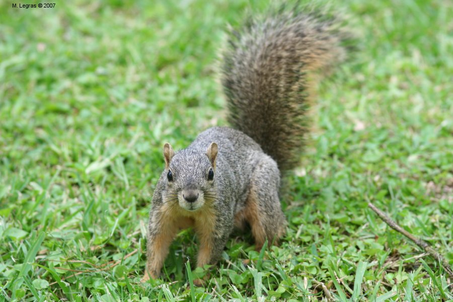 Hermann Park