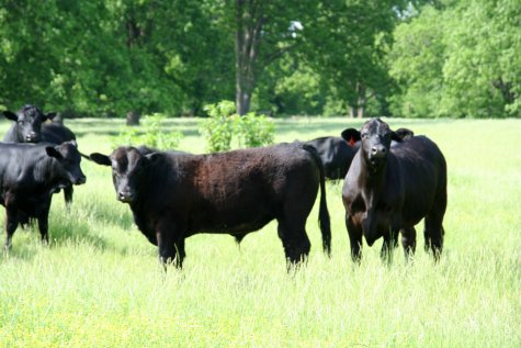Les prairies du Mississippi