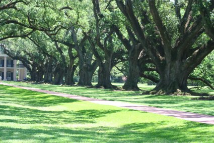 Oak alley
