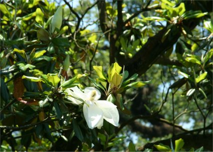Magnolia  Oak Alley