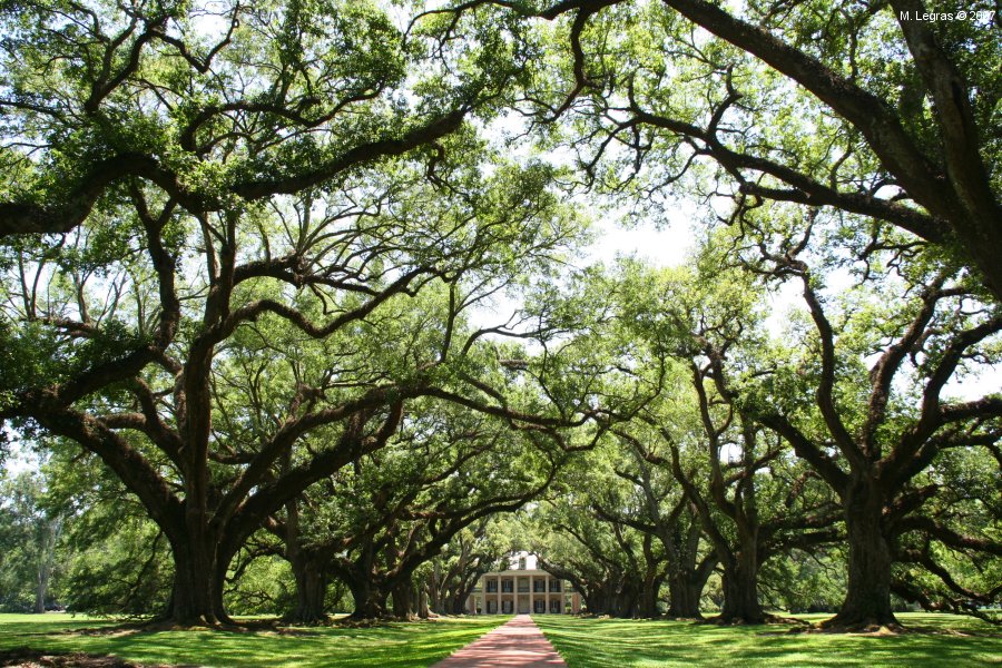 Oak Alley