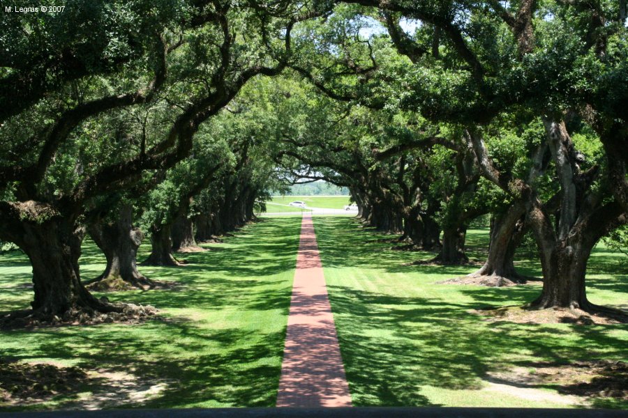 Oak Alley
