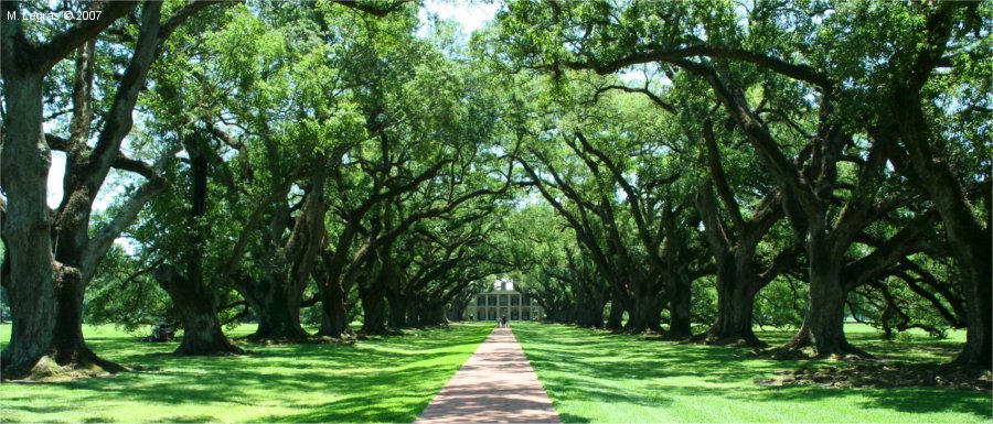 Oak Alley