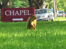Coma dans un jardin pres d'une chapelle, les cureuils attaquent!