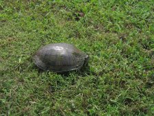 Tortle de la Cane River