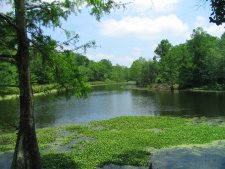 Spring bayou