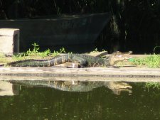 Au bord de la Bayou Black Drive
