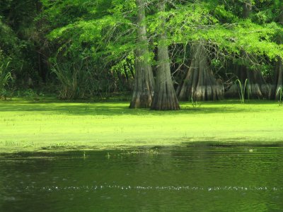 Spring bayou
