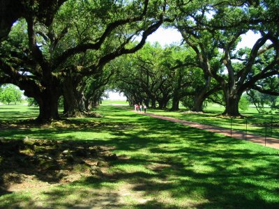 Oak Alley