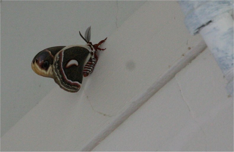Papillon  Melrose manoir